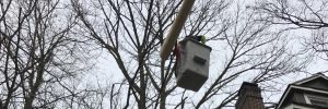 nyc tree cutting service